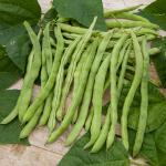 Légumes Secs - Haricot Grimpant Vert Neckarkönigin - 10 m - BIO - face recto
